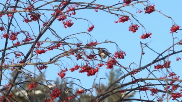 Red bullfinch sits on tree branch and eats rowanberry in winter sunny day — Stock Video