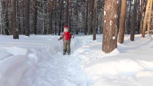 Söt vacker liten pojke skidor i skogen på solig dag — Stockvideo