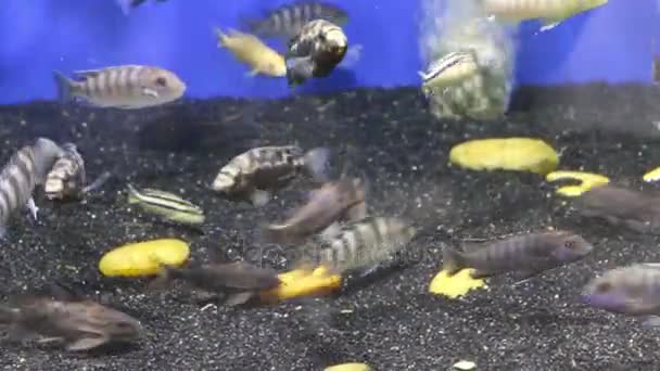 Tropical fishes feed in pure transparent water of aquarium — Stock Video