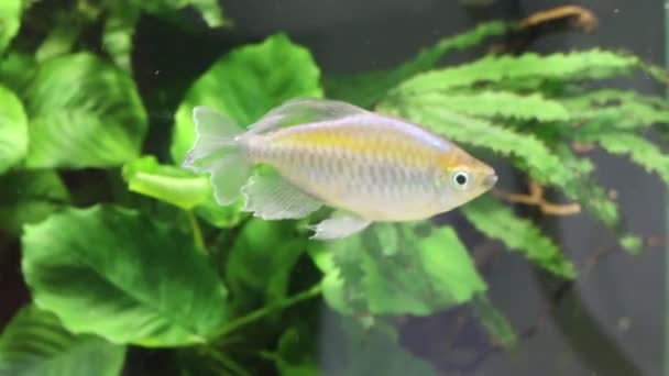 Un pez pequeño en el agua transparente del acuario con algas — Vídeo de stock