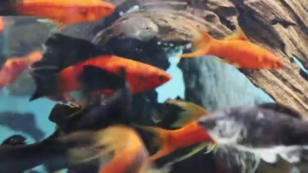Small fishes near snag in transparent water of aquarium with bubbles — Stock Video