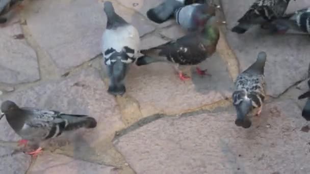 Woman, man and little girl feed pigeons in park, their hands — Stock Video