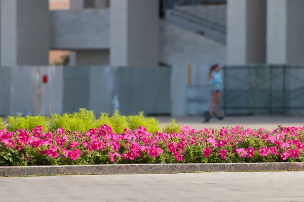 Canteiro de flores na praça da cidade no dia suuny, garota no hoverboard — Fotografia de Stock