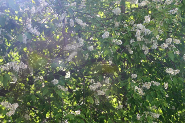 Beautiful branches of flowering bird-cherry tree in sunlight — Stock Photo, Image