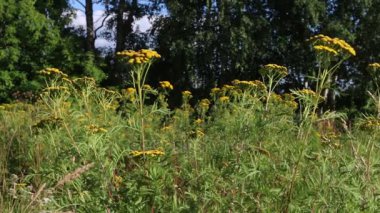 Kır çiçekleri, yaz günü rüzgar ile yeşil taze ot