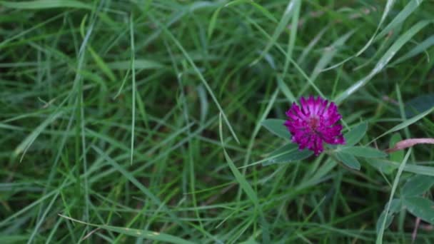 Pink wild flower clover among green grass at summer day — Stock Video