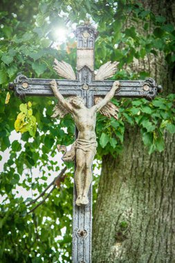 ıhlamur cordate altında kenarındaki çapraz