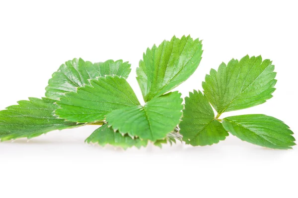 Aardbeienbladeren geïsoleerd op een witte achtergrond — Stockfoto