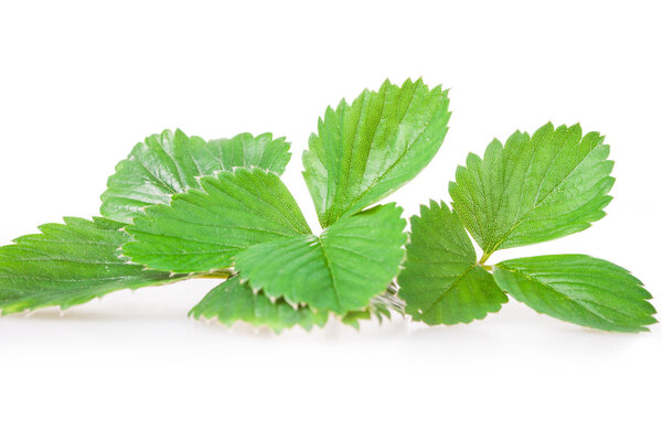 strawberry leaves isolated on a white background