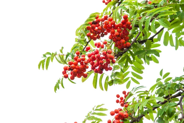 Rowan berries, Sorbus aucuparia — Stock Photo, Image
