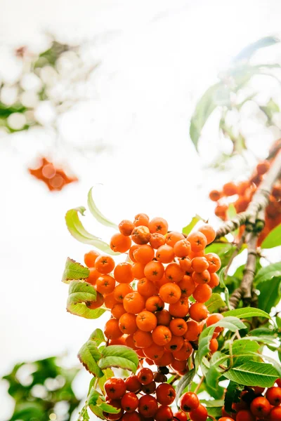 Bacche di Rowan, Sorbus aucuparia — Foto Stock