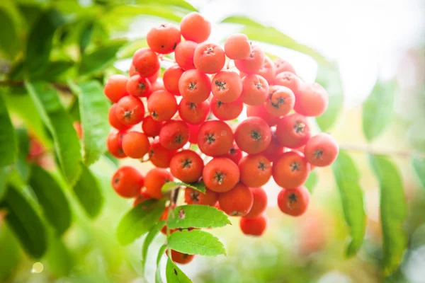 Jeřabiny, Sorbus aucuparia — Stock fotografie