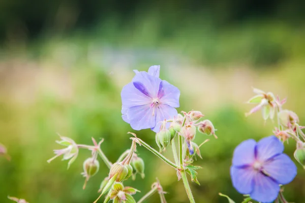 日当たりの良い草原ゼラニウム ゼラニウム — ストック写真