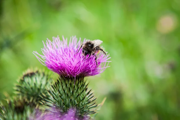 Ciulin de lapte, floare de pajiște, Silybum marianum — Fotografie, imagine de stoc