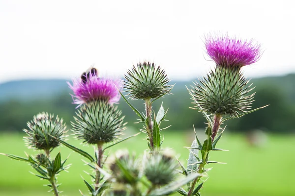 Cardo de leite, flor de prado, Silybum marianum — Fotografia de Stock