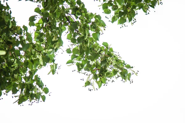 Folhas de tília em forma de coração, Tilia cordata — Fotografia de Stock