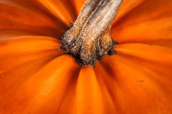 Calabaza de Halloween sobre un fondo blanco — Foto de Stock