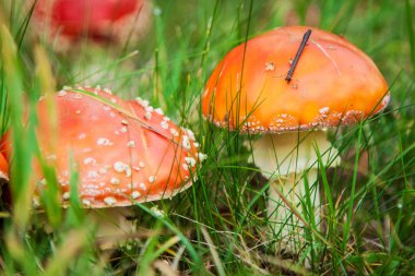 mantar amanita fotoğraf