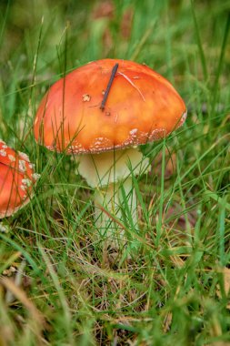 mantar amanita fotoğraf