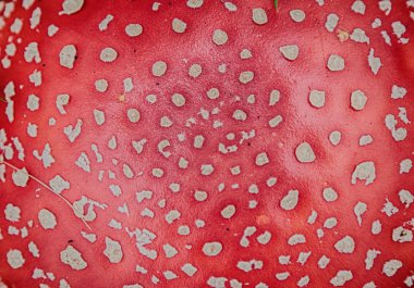 mantar amanita fotoğraf