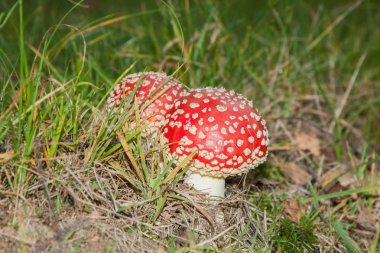 mantar amanita fotoğraf