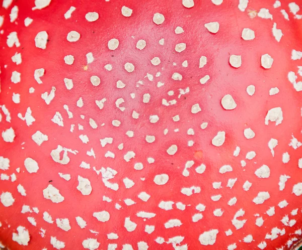 Мухомор гриб фото — стокове фото