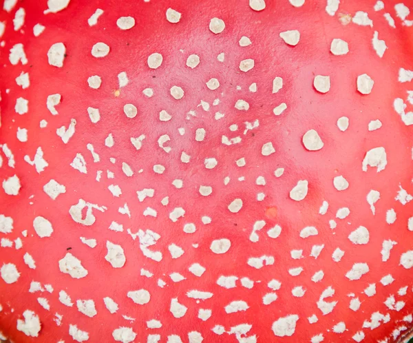 Champignon amanita photo — Photo