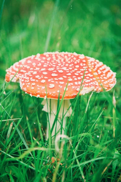Mushroom amanita photo — Stock Photo, Image