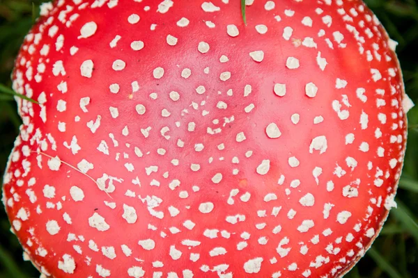 Mushroom amanita photo — Stock Photo, Image