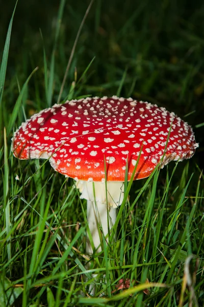 mushroom amanita photo