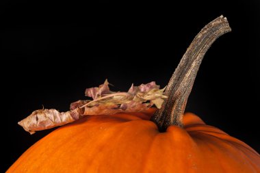 Cadılar Bayramı Balkabağı 