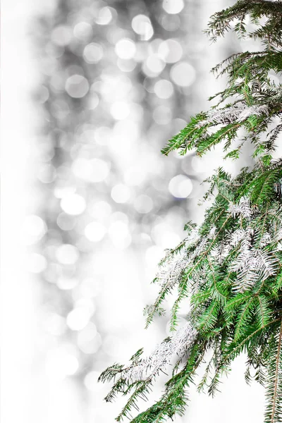 Ramo de abeto e luzes de Natal borradas — Fotografia de Stock