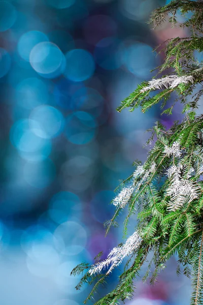 Rama de abeto y borrosa luces de Navidad —  Fotos de Stock