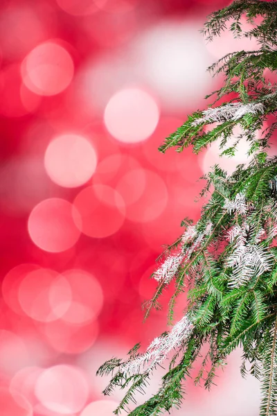 Tannenzweig und verschwommene Weihnachtsbeleuchtung — Stockfoto