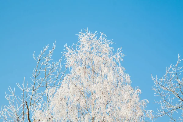 Ramas heladas de abedul plateado, Betula pendula — Foto de Stock