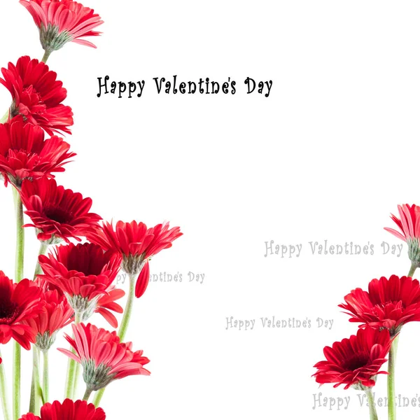 红色的非洲菊 St.Valentines 明信片 — 图库照片
