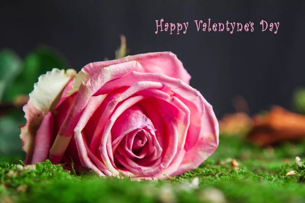 St.Valentines briefkaart met rode roos — Stockfoto