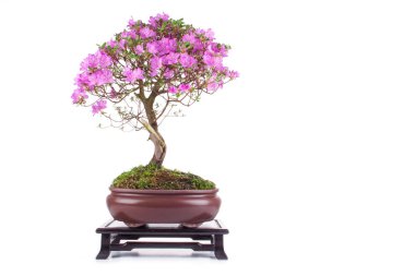 Bonsai Azalea japonica beyaz bir arka plan üzerinde