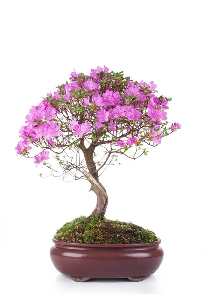 Azalea japonica bonsaje na bílém pozadí — Stock fotografie