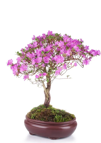 Bonsai Azalea japonica fehér alapon — Stock Fotó