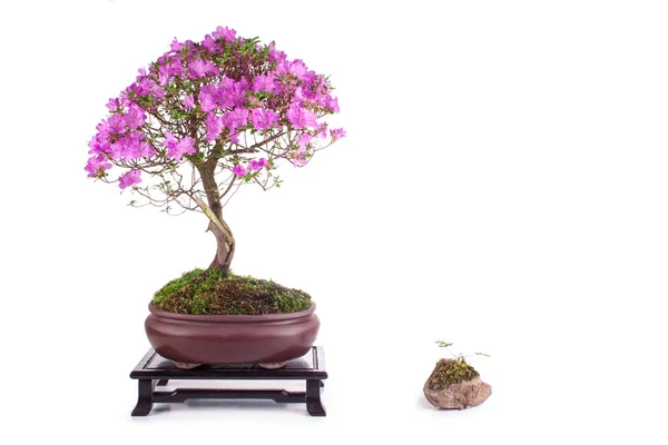 Azalea japonica bonsaje na bílém pozadí — Stock fotografie