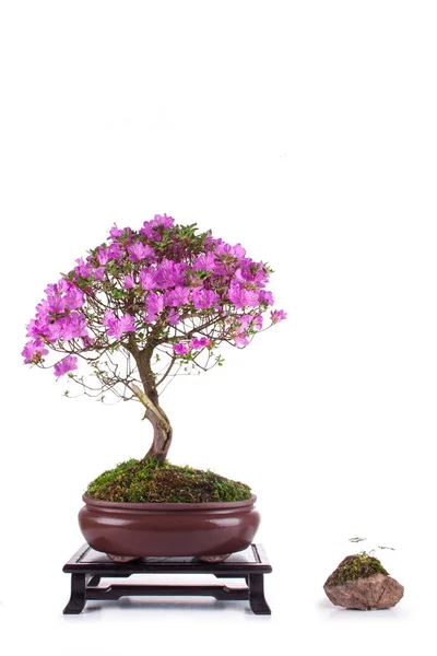 Bonsai Azalea japonica sobre fondo blanco —  Fotos de Stock