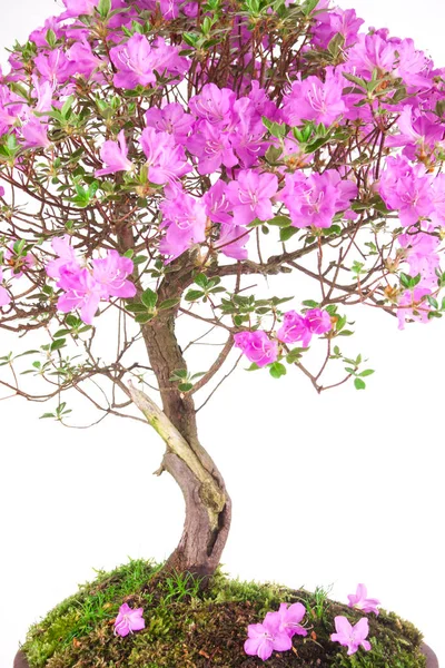 白い背景に盆栽ツツジ スギ — ストック写真
