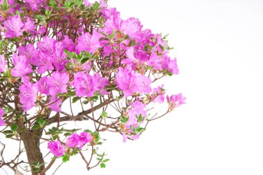 Bonsai Azalea japonica beyaz bir arka plan üzerinde