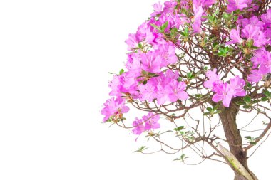 Bonsai Azalea japonica beyaz bir arka plan üzerinde