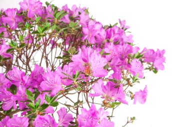 Bonsai Azalea japonica beyaz bir arka plan üzerinde