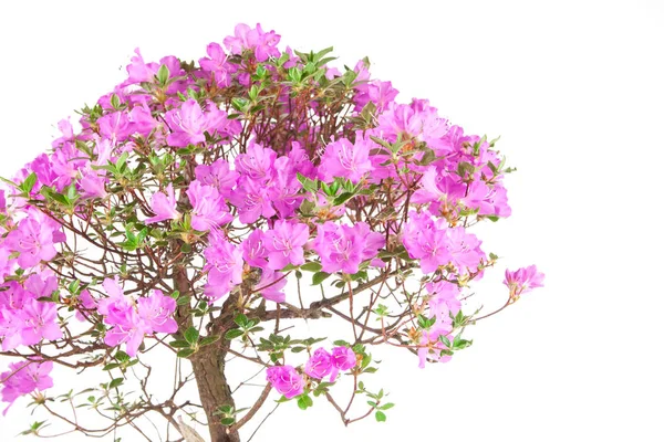 Bonsai Azalea japonica sobre fondo blanco — Foto de Stock