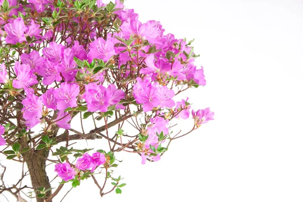 Bonsai Azalea japonica sobre fondo blanco — Foto de Stock