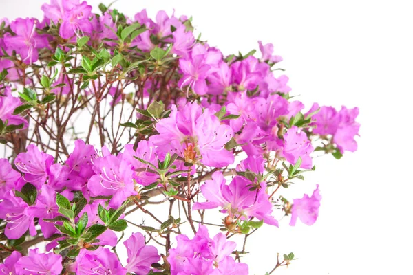 Azalea japonica bonsaje na bílém pozadí — Stock fotografie