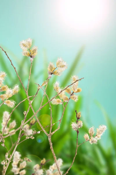 Goat willow branches decoration for Easter Day — Stock Photo, Image